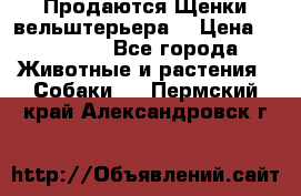 Продаются Щенки вельштерьера  › Цена ­ 27 000 - Все города Животные и растения » Собаки   . Пермский край,Александровск г.